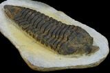 Rare, Pradoella Trilobite - Jbel Kissane, Morocco #131341-4